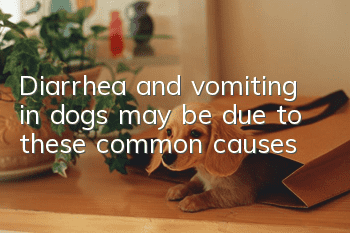 Diarrhea and vomiting in dogs may be due to these common causes