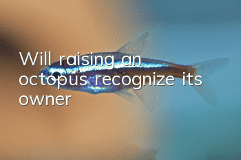 Will raising an octopus recognize its owner?