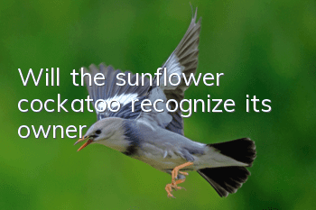 Will the sunflower cockatoo recognize its owner?