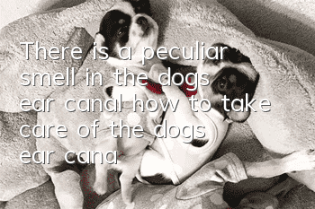 There is a peculiar smell in the dog’s ear canal, how to take care of the dog’s ear canal?