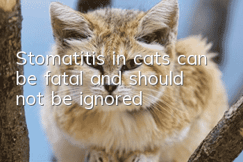 Stomatitis in cats can be fatal and should not be ignored!
