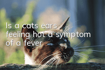 Is a cat’s ears feeling hot a symptom of a fever?
