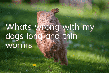 What’s wrong with my dog’s long and thin worms?
