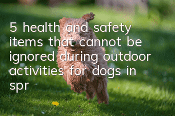 5 health and safety items that cannot be ignored during outdoor activities for dogs in spring