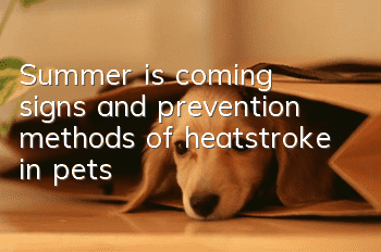 Summer is coming, signs and prevention methods of heatstroke in pets