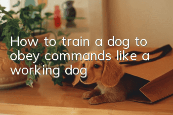 How to train a dog to obey commands like a working dog?