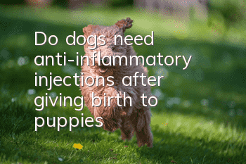 Do dogs need anti-inflammatory injections after giving birth to puppies?