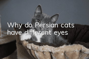 Why do Persian cats have different eyes?