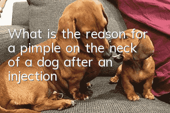 What is the reason for a pimple on the neck of a dog after an injection?