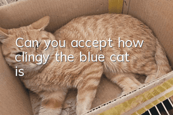 Can you accept how clingy the blue cat is?