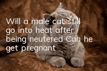 Will a male cat still go into heat after being neutered? Can he get pregnant?