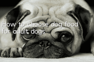 How to choose dog food for adult dogs