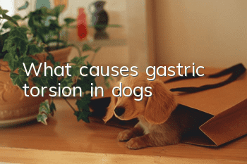 What causes gastric torsion in dogs?