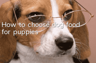 How to choose dog food for puppies