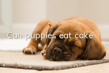 Can puppies eat cake?