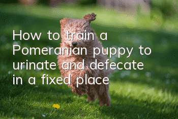 How to train a Pomeranian puppy to urinate and defecate in a fixed place