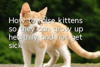 How to raise kittens so they can grow up healthily and not get sick!