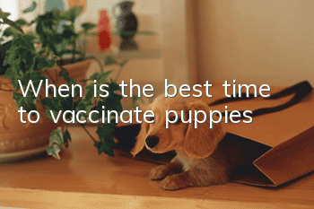 When is the best time to vaccinate puppies?