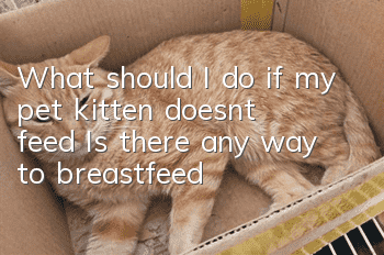 What should I do if my pet kitten doesn’t feed? Is there any way to breastfeed?