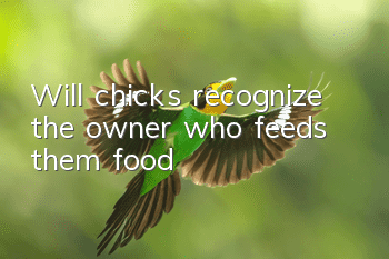 Will chicks recognize the owner who feeds them food?