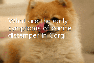 What are the early symptoms of canine distemper in Corgi?