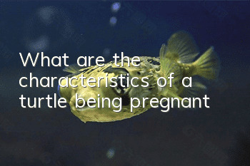 What are the characteristics of a turtle being pregnant?