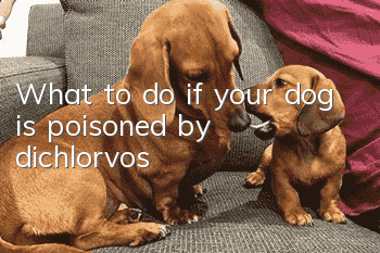 What to do if your dog is poisoned by dichlorvos