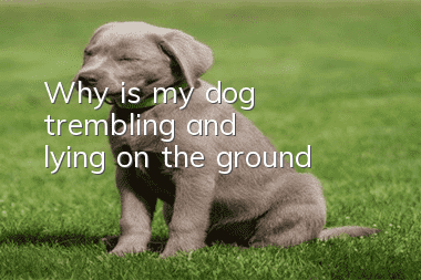 Why is my dog trembling and lying on the ground?