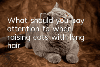 What should you pay attention to when raising cats with long hair?
