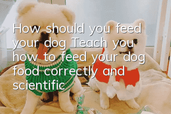 How should you feed your dog? Teach you how to feed your dog food correctly and scientifically