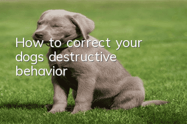 How to correct your dog’s destructive behavior