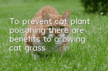 To prevent cat plant poisoning, there are benefits to growing cat grass