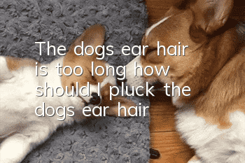 The dog’s ear hair is too long, how should I pluck the dog’s ear hair?