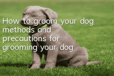 How to groom your dog, methods and precautions for grooming your dog!