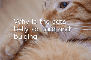 Why is the cat’s belly so hard and bulging?