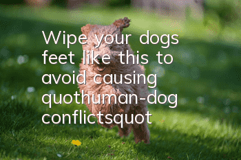 Wipe your dog's feet like this to avoid causing "human-dog conflicts"