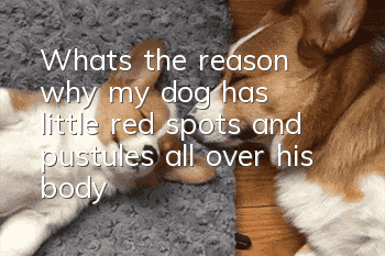 What's the reason why my dog has little red spots and pustules all over his body?