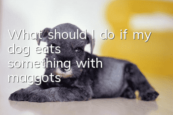What should I do if my dog eats something with maggots?