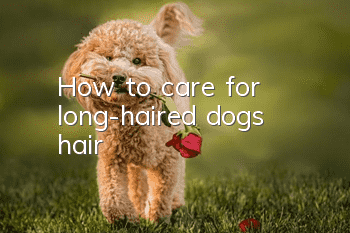 How to care for long-haired dogs’ hair