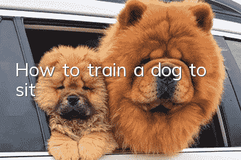 How to train a dog to sit