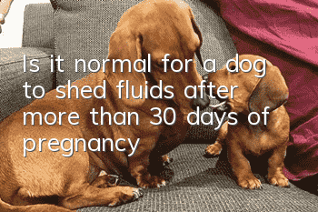 Is it normal for a dog to shed fluids after more than 30 days of pregnancy?