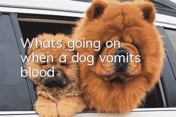 What's going on when a dog vomits blood?