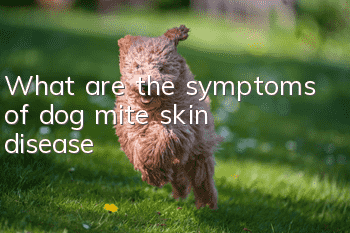 What are the symptoms of dog mite skin disease?