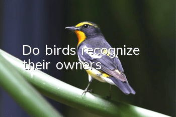 Do birds recognize their owners?