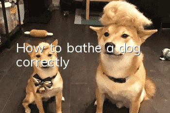 How to bathe a dog correctly