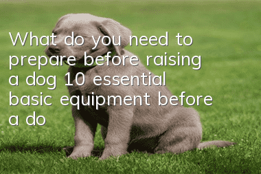 What do you need to prepare before raising a dog? 10 essential basic equipment before a dog enters your home