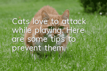 Cats love to attack while playing. Here are some tips to prevent them.
