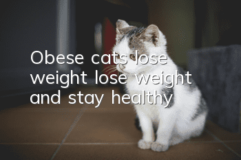 Obese cats lose weight, lose weight and stay healthy!