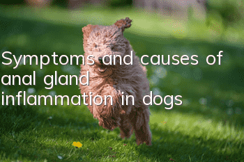 Symptoms and causes of anal gland inflammation in dogs