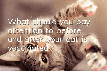 What should you pay attention to before and after your cat is vaccinated?